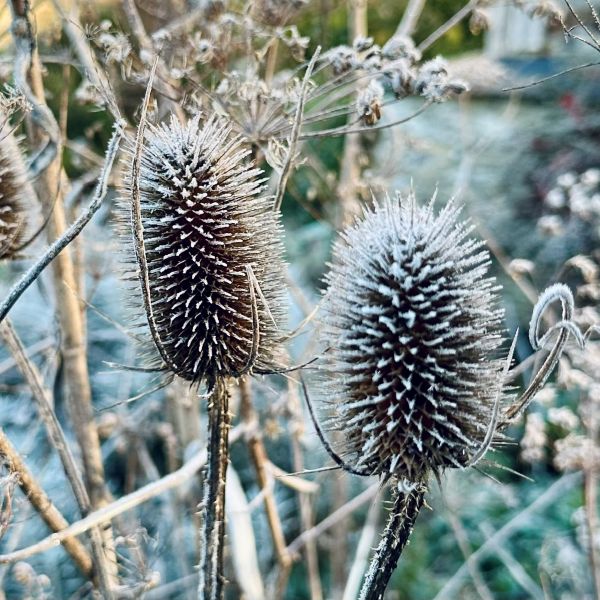 Will teasels take over my garden?
